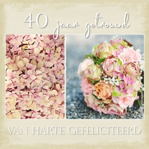 Jubileum - 40 jaar hortensia rose